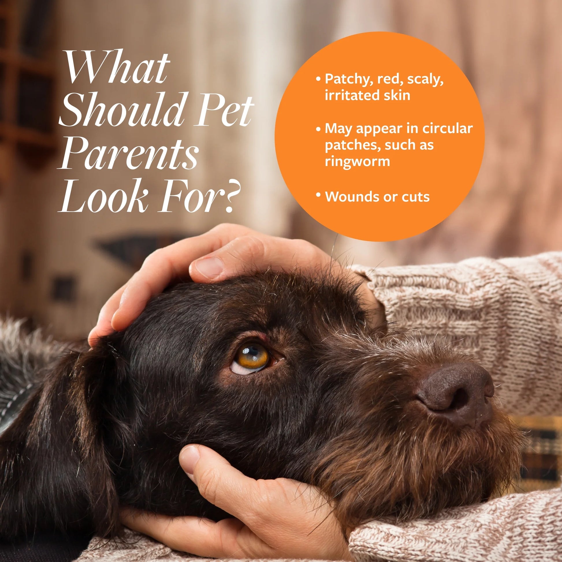 Clinical Care Antiseptic & Antifungal Shampoo for Dogs & Cats, 16 Oz.