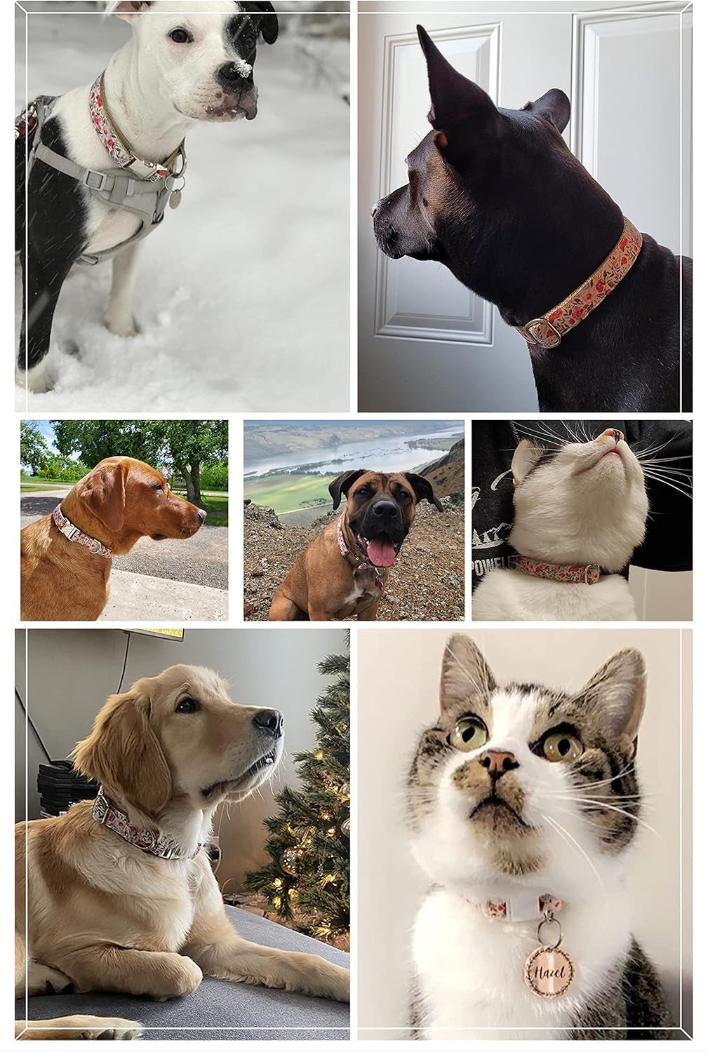 Pet Supplies, (Summer Blooms) Cat Collar, Dog Collar, Cat Leash, Dog Leash, Small Dog Collar, Medium Dog Collar, Large Dog Collar (Pet Collar, M)