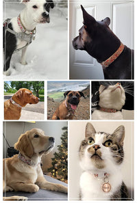 Pet Supplies, (Summer Blooms) Cat Collar, Dog Collar, Cat Leash, Dog Leash, Small Dog Collar, Medium Dog Collar, Large Dog Collar (Pet Collar, M)